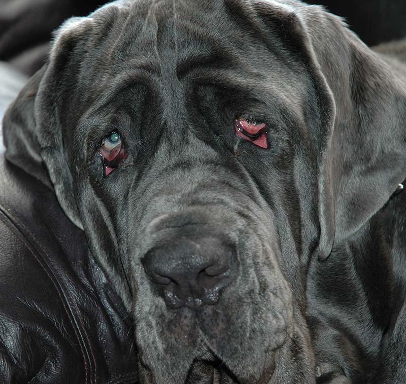 One Big Droopy Eyed Dog: Eyelid Ectropion in a Dog's Eye 2 Droopy Eyed Dog