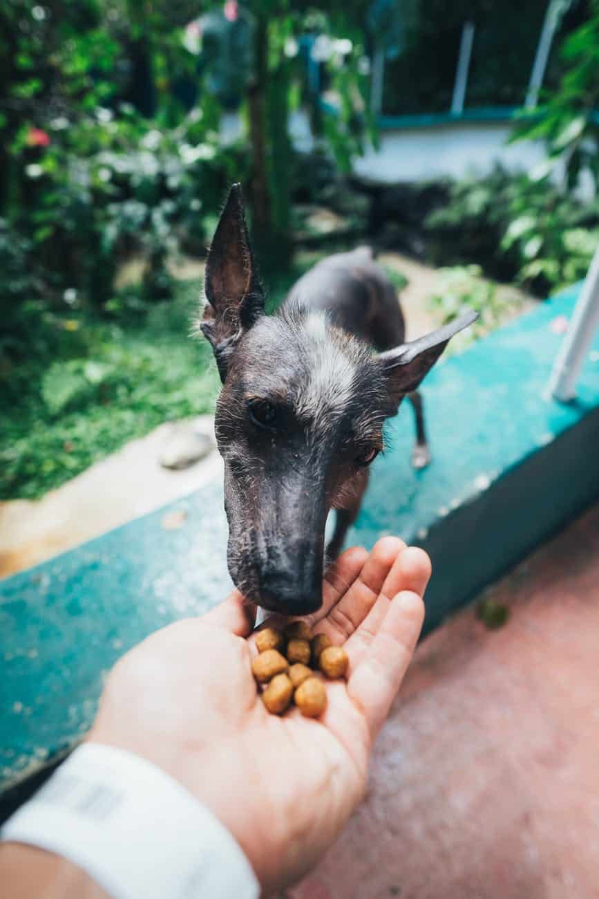 What are WSAVA Guidelines, and Why do they Matter? 2 photo of person feeding dog outside