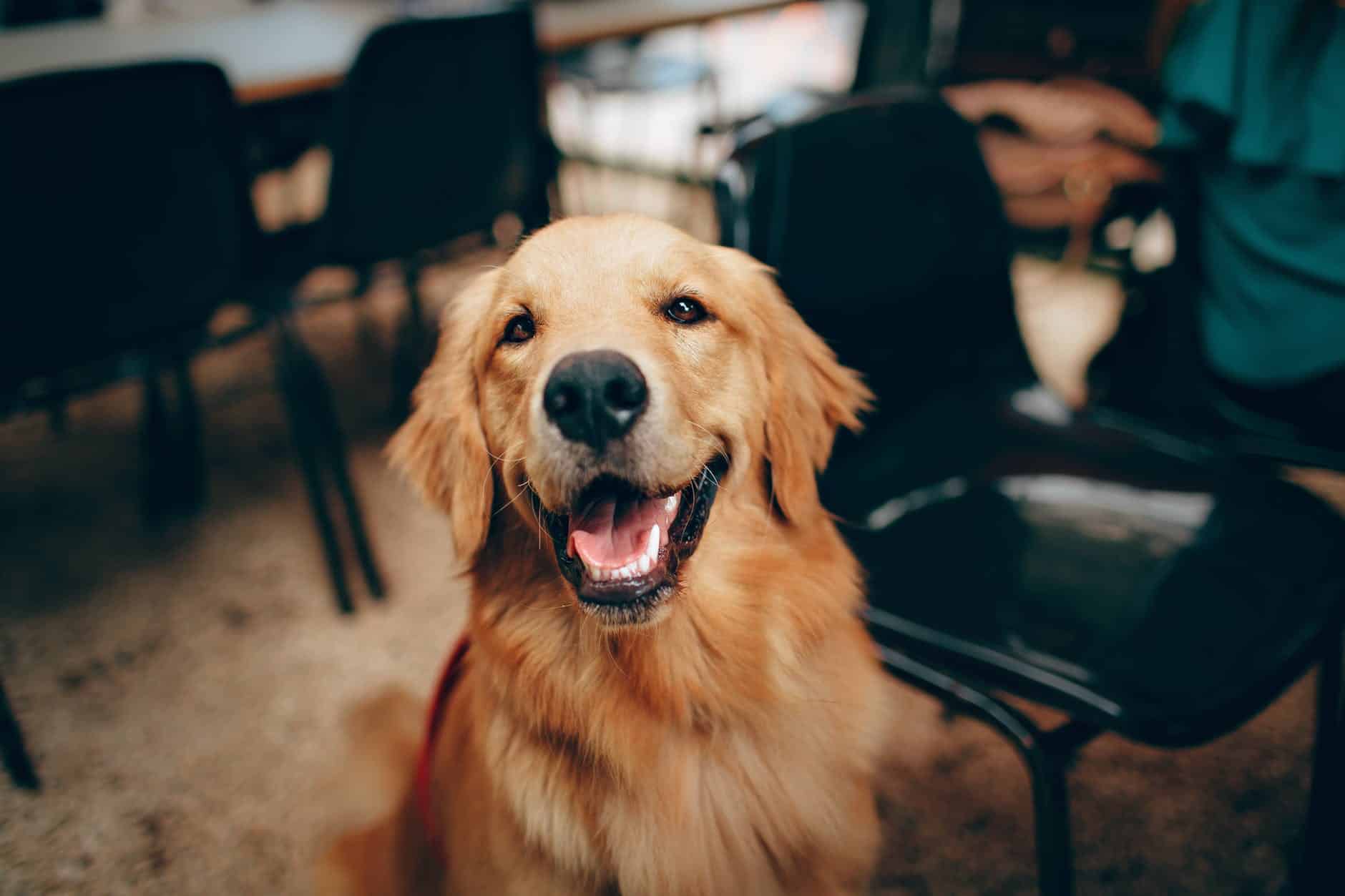 What are WSAVA Guidelines, and Why do they Matter? 3 short coated tan dog
