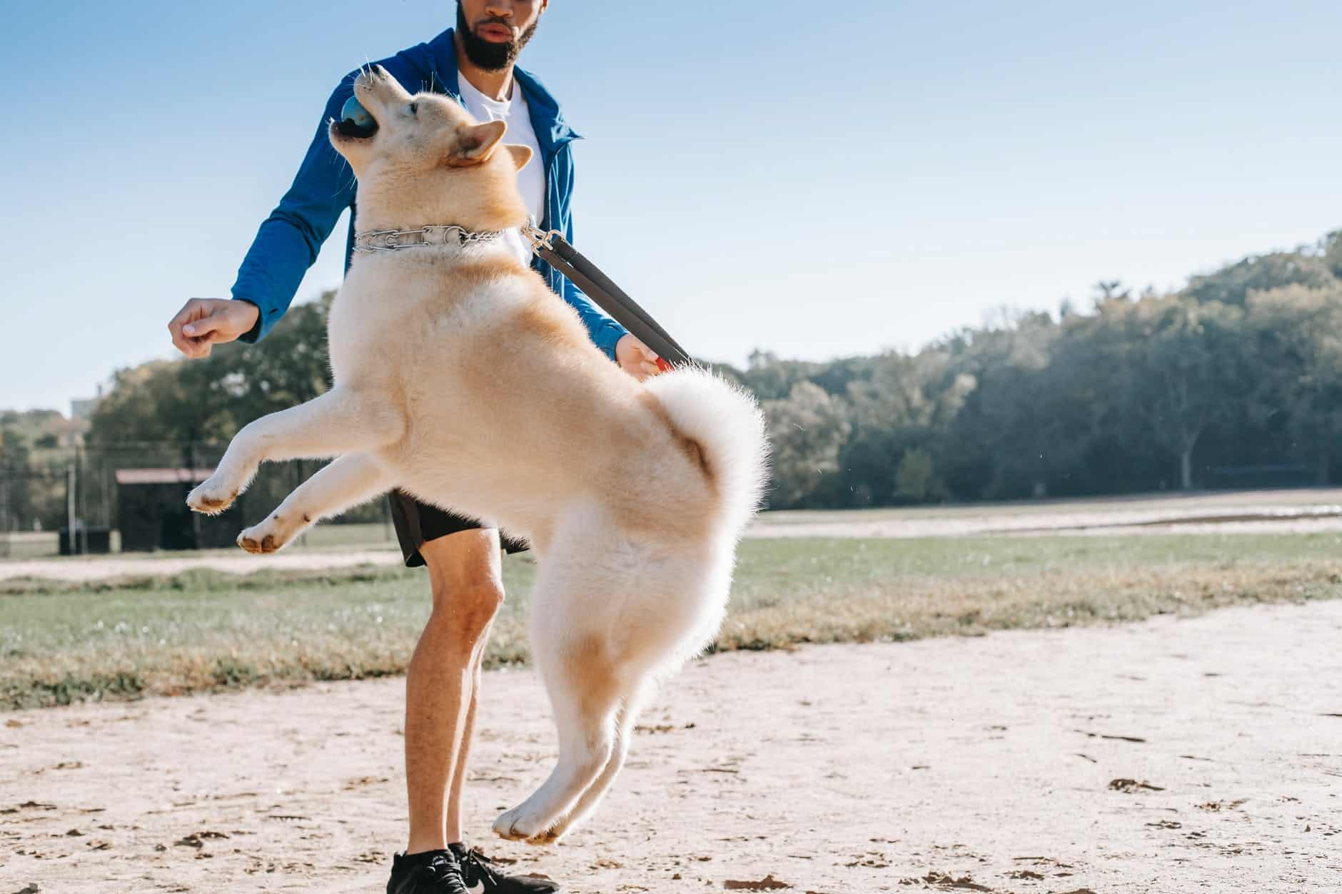 jumping dog with ball near crop ethnic owner in park