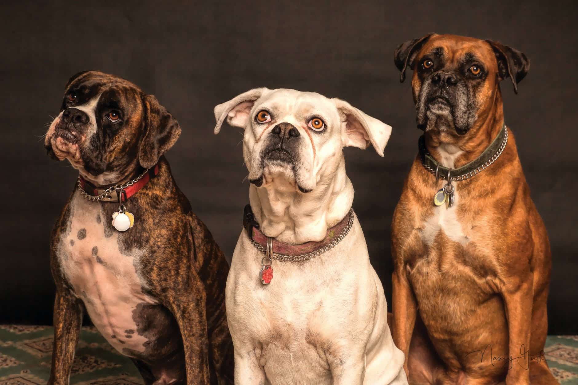What are WSAVA Guidelines, and Why do they Matter? 11 photography of three dogs looking up