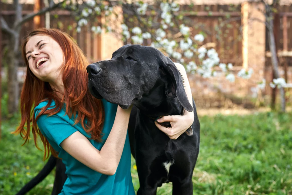 Why Do Great Danes Lean: 6 Reasons Behind Great Danes and their Creative Sitting 8 Why Do Great Danes Lean