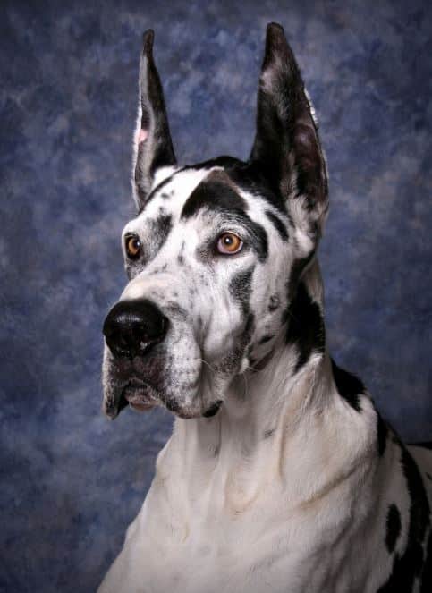 Fostering Great Danes: Find a Great Dane Rescue 3 Find a Great Dane Rescue