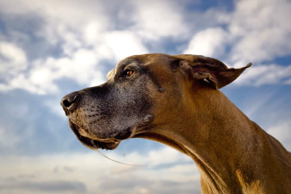 The Many Great Dane Spots, Colors and Stripes 3 Great Dane Spots