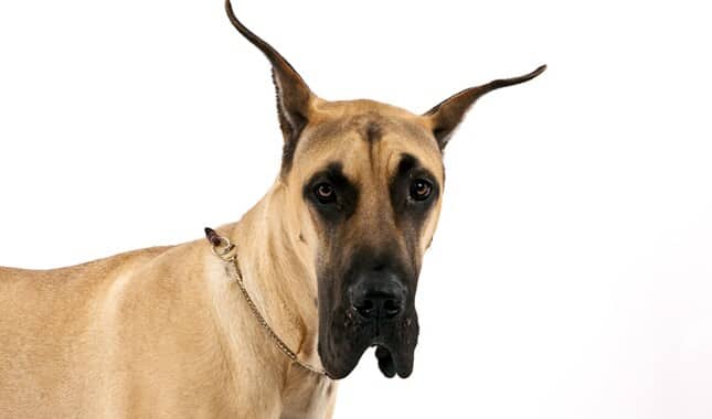 Shock Collar for Great Dane