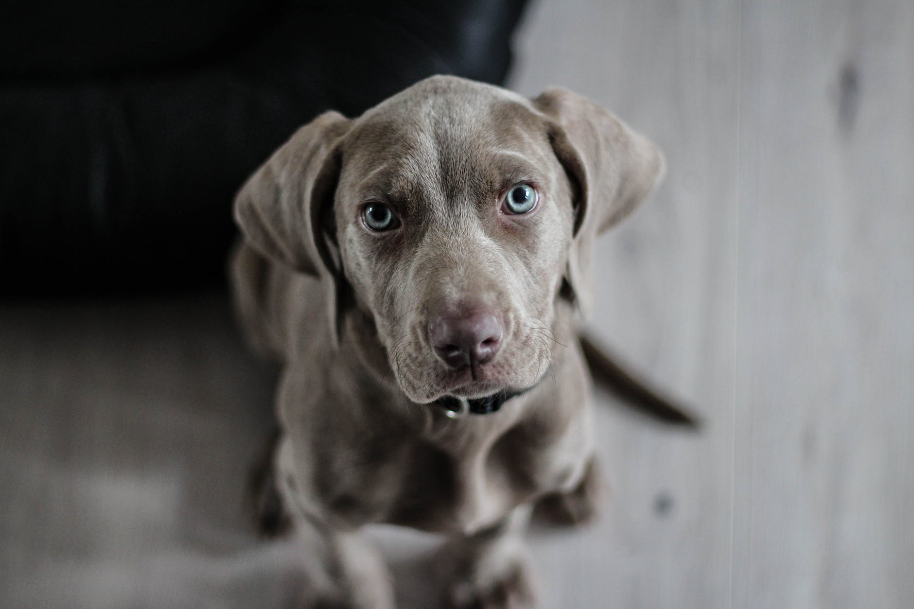 5 Big Dog Myths You Need to Know About 10 Big Dog Myths