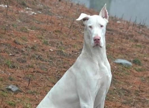 white great dane 1