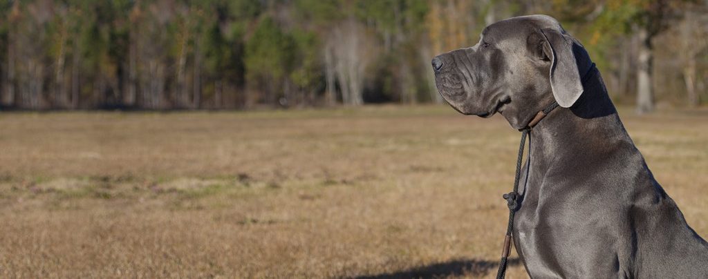 Why Do Great Danes Lean: 6 Reasons Behind Great Danes and their Creative Sitting 5 Why Do Great Danes Lean