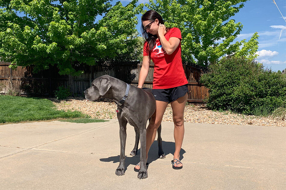 Why Do Great Danes Lean: 6 Reasons Behind Great Danes and their Creative Sitting 2 Why Do Great Danes Lean