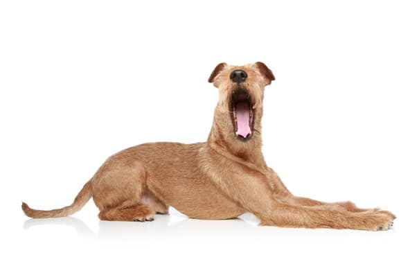 Why Do Dogs Yawn? There Is Science Behind This Interesting Behavior 14 Why Do Dogs Yawn