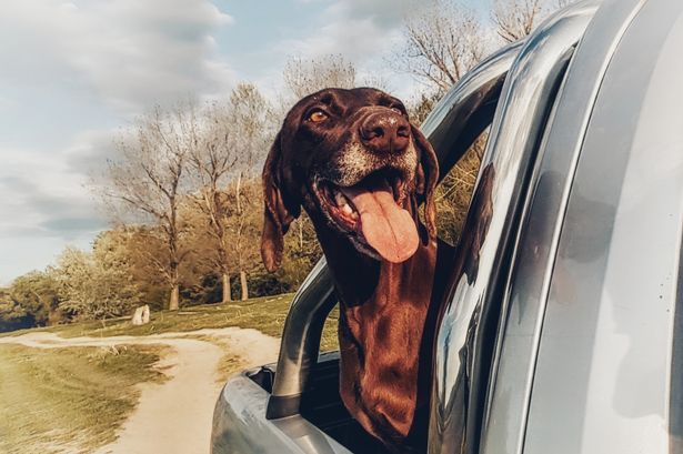 10 Dog Road Trip Essentials for a Safe and Fun Journey 28 Dog Road Trip Essentials