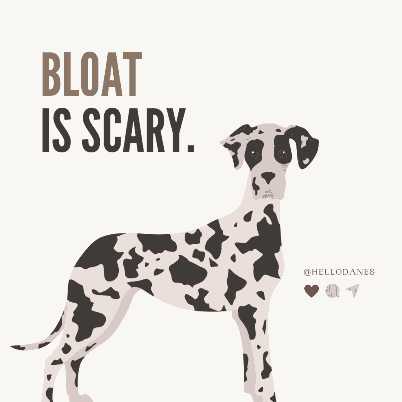 Dog Bloat and Torsion Is a Dog Stomach Flip Deadly? Hello Danes