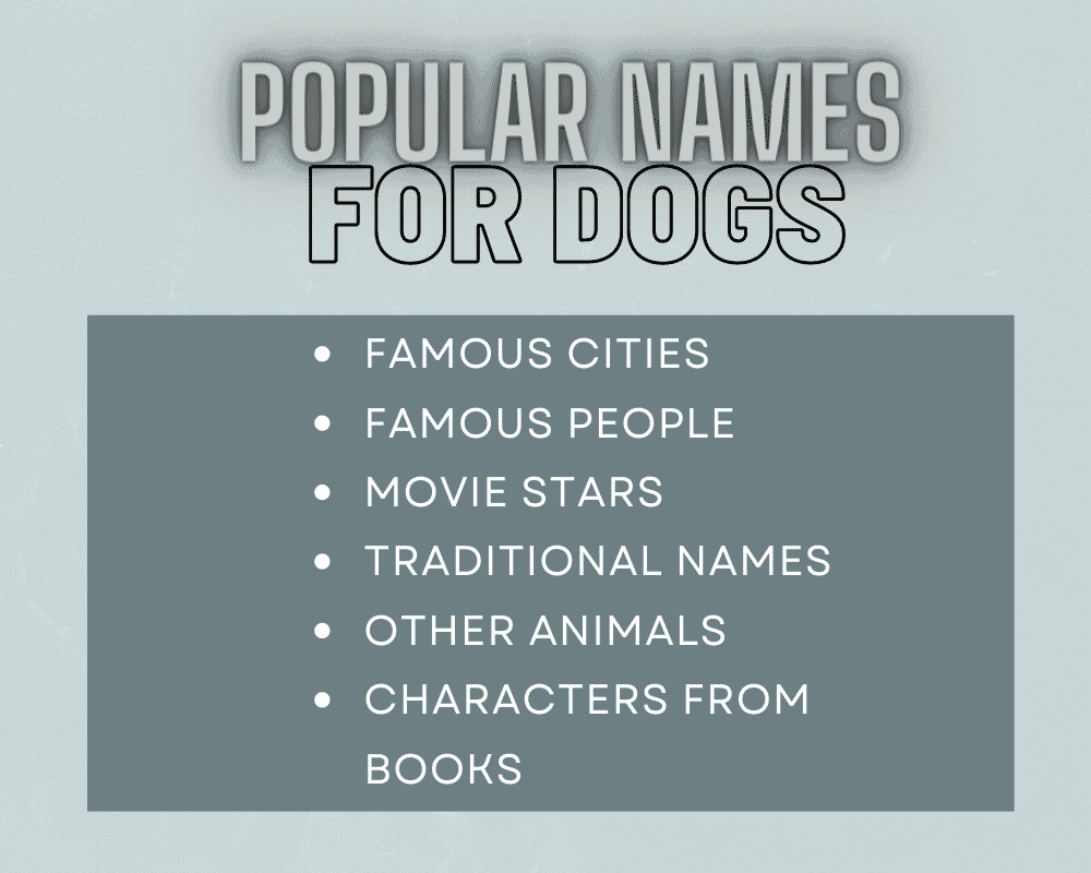The Most Popular Big Dog Names: Unique Names for Your Giant Dog 2 Big Dog Names