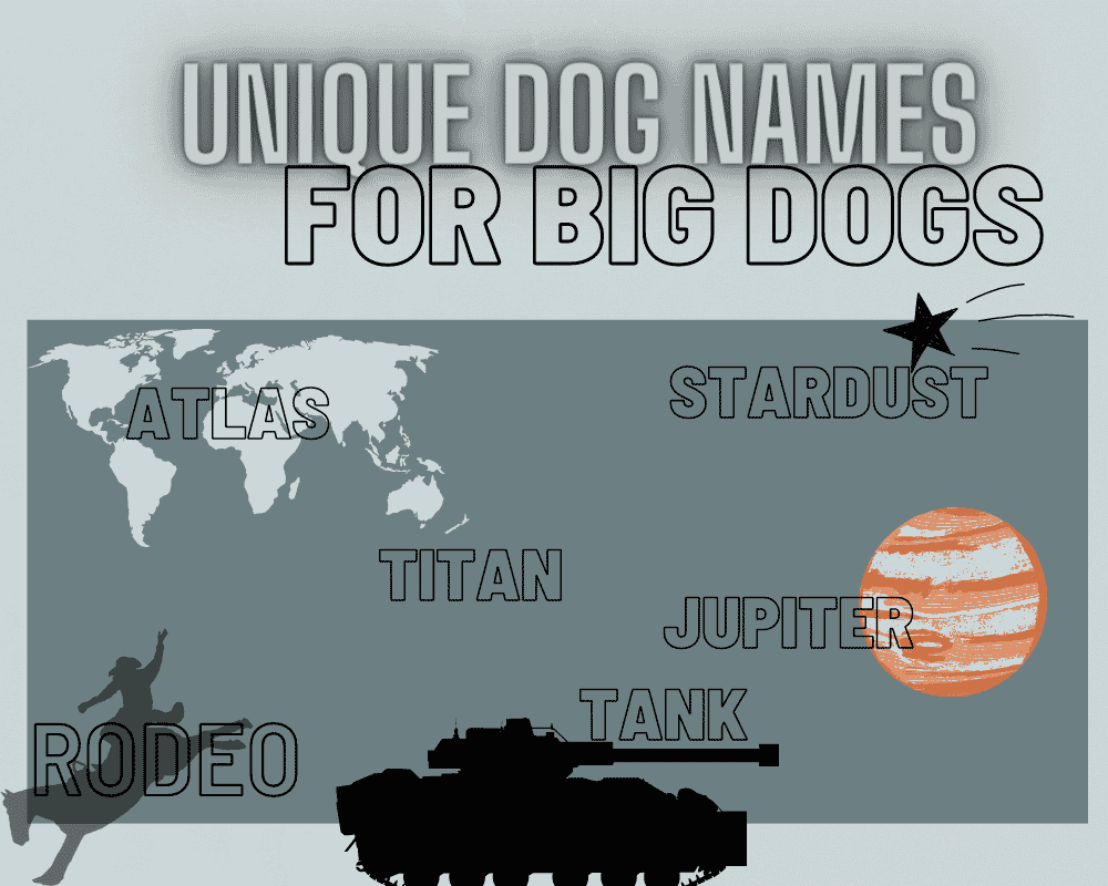 The Most Popular Big Dog Names: Unique Names for Your Giant Dog 4 Big Dog Names