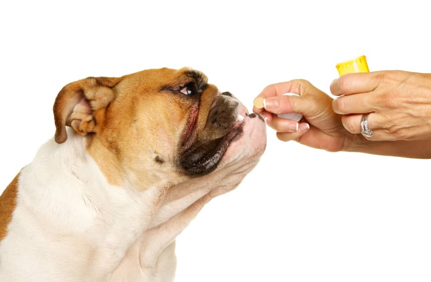 Dog Pills: The Best Way to Feed Your Dog that 1 Gross Pill 7 Dog Pills