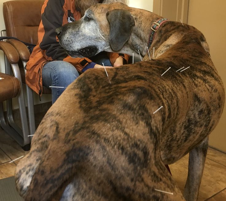 Wobblers Syndrome in Great Danes: A Scary Neurological Disease Affects 4% of Great Danes 8 Wobblers Syndrome in Great Danes