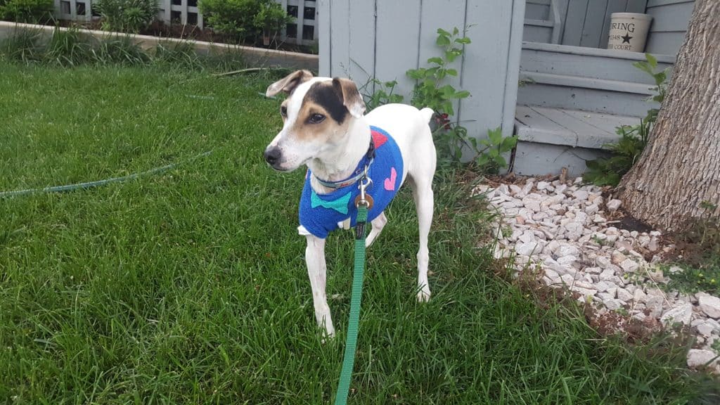 Angular Limb Deformity in Great Danes 28 20180619 183413 Original