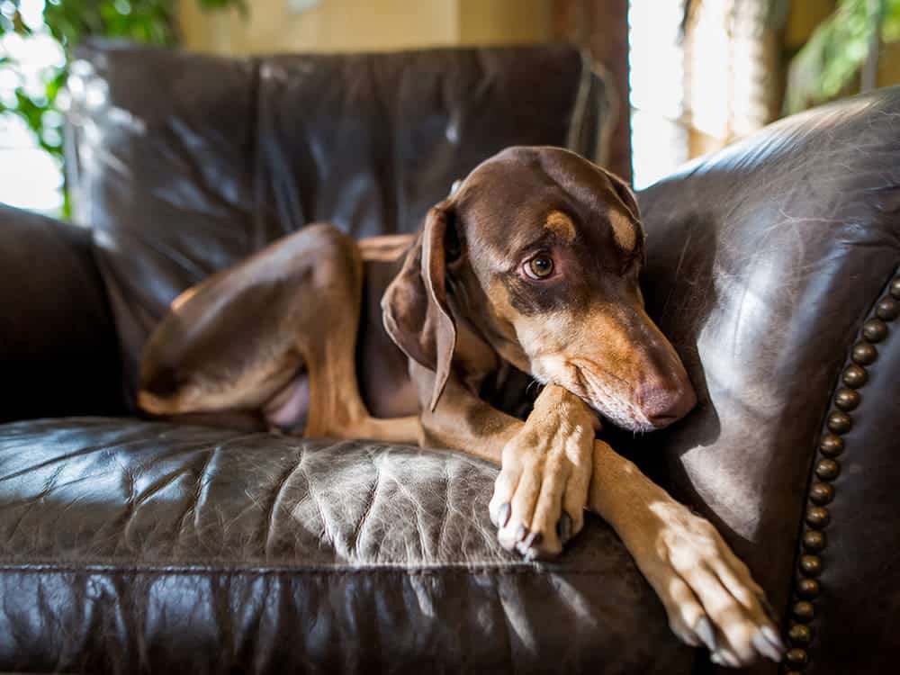 Fear Aggression in Dogs 101 11 Fear Aggression in Dogs