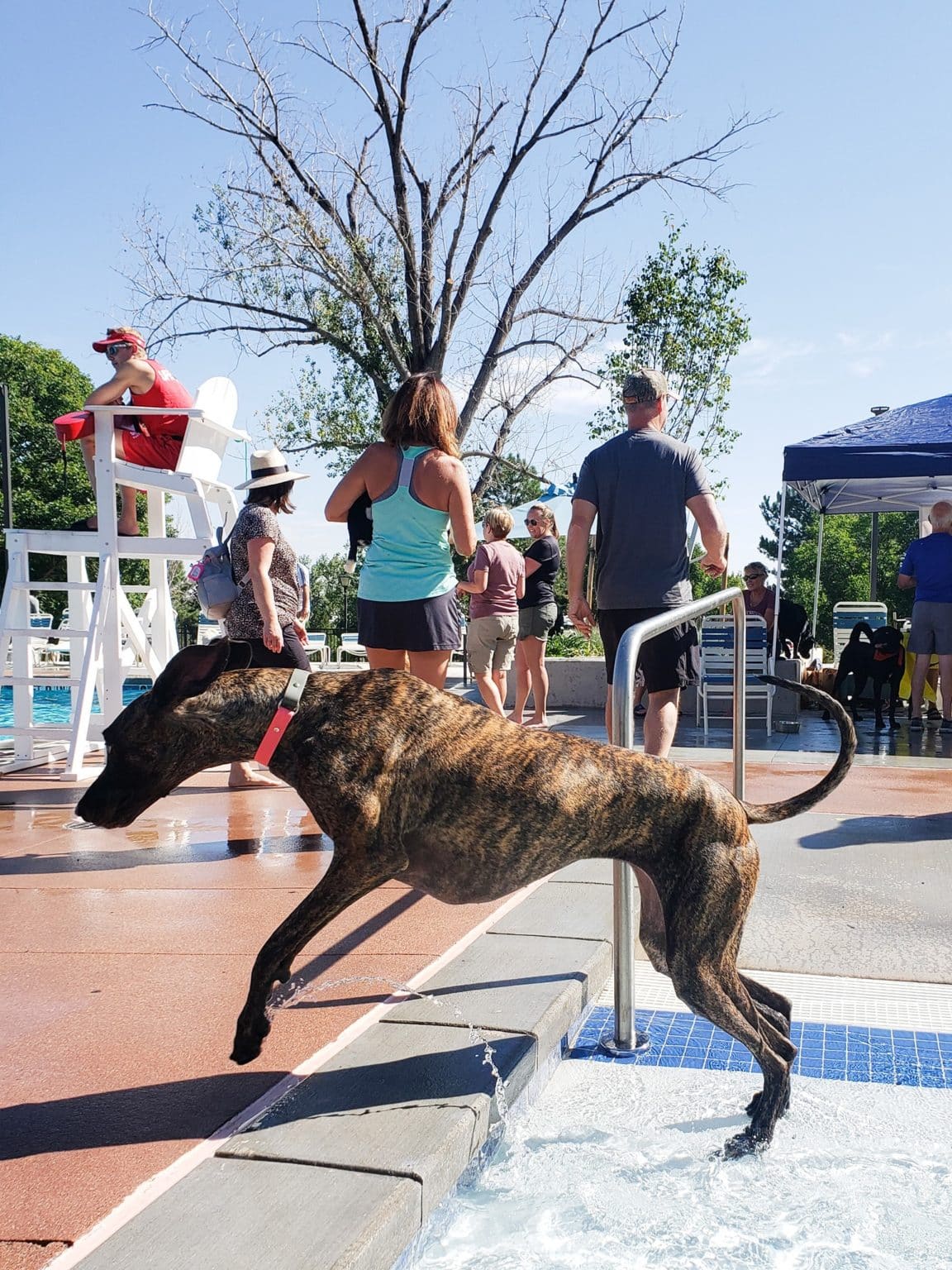 Are Brindle Great Danes Rare? An Introduction Guide To This 1 in a