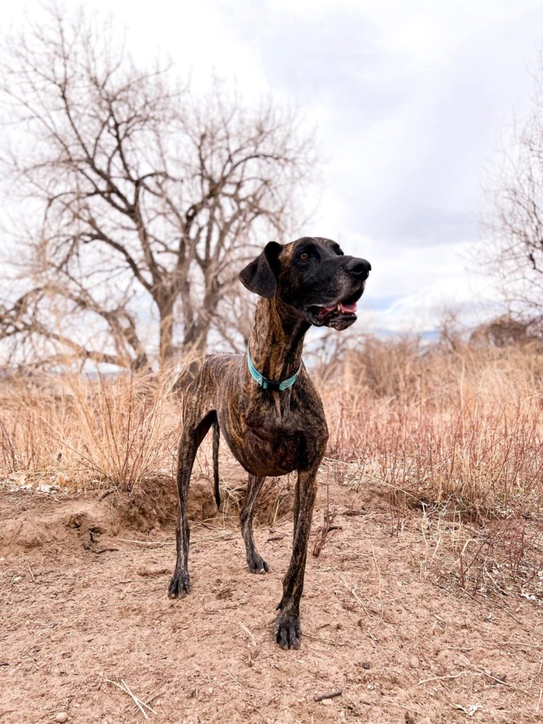 Royal Canin Giant Breed Dog Food Review 6 277252780 10225902949153118 2802757075266338948 n