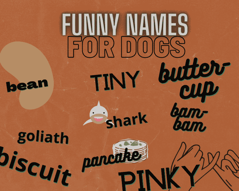 The Most Popular Big Dog Names Unique Names for Your Giant Dog Hello