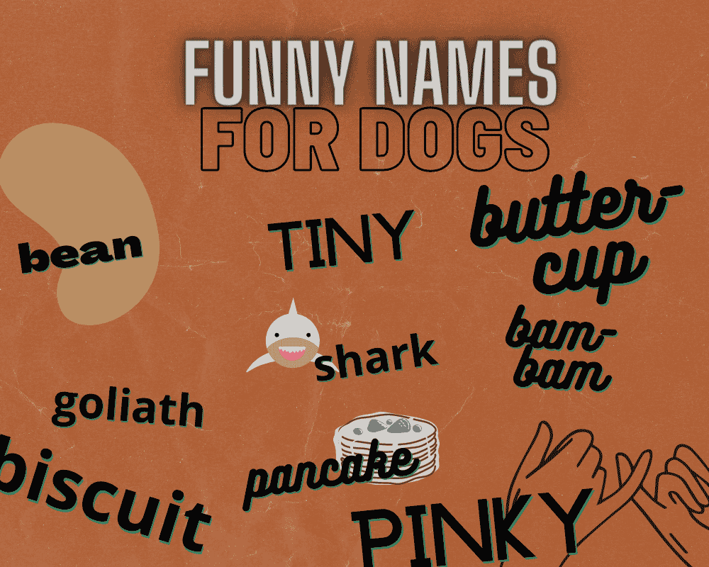 The Most Popular Big Dog Names: Unique Names for Your Giant Dog 6 Big Dog Names