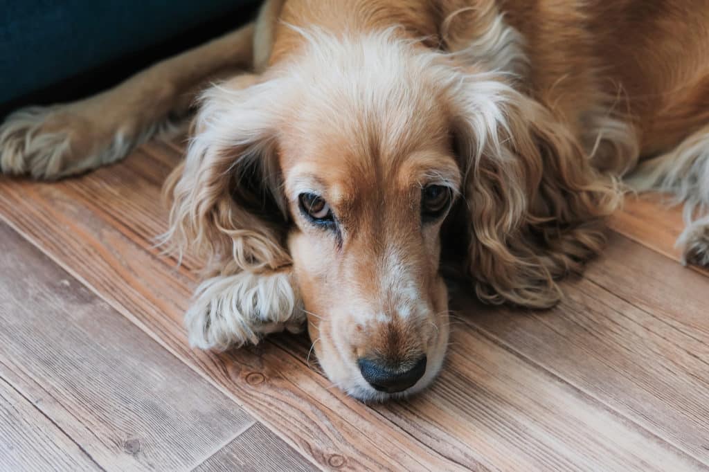 Pyometra Symptoms in Dogs: A Harsh Killer Amongst Female Dogs 7 306964 1600x1066 canine pyometra infections