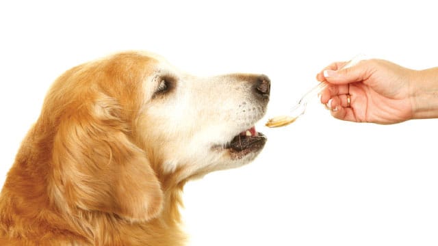 Dog Pills: The Best Way to Feed Your Dog that 1 Gross Pill 8 Dog Pills