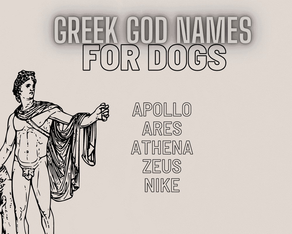 The Most Popular Big Dog Names: Unique Names for Your Giant Dog 3 Big Dog Names