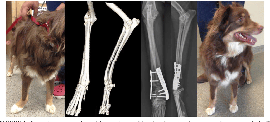 Angular Limb Deformity in Great Danes 16 5 Figure4 1 1
