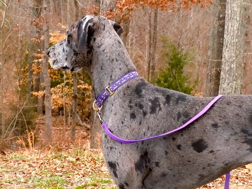 Male Great Dane Weight: How Much Do Male Great Danes Weigh? 6 Male Great Dane Weight