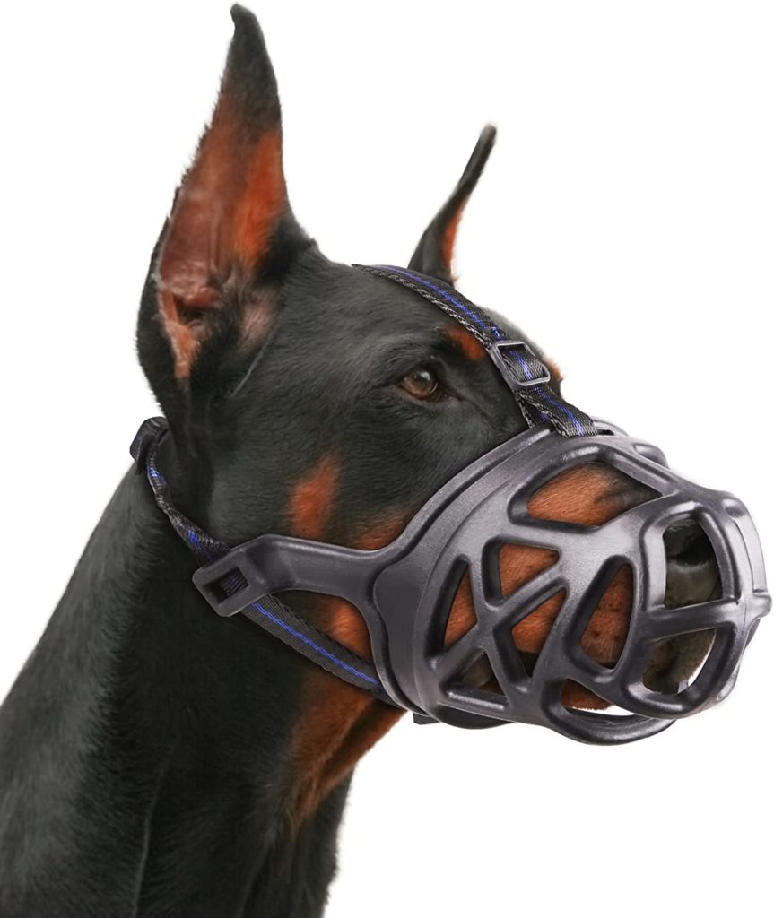 Dogs Scared of Vet? Here's How to Help Them Overcome Their Fear 16 61DgabQV9XL. AC SL1500