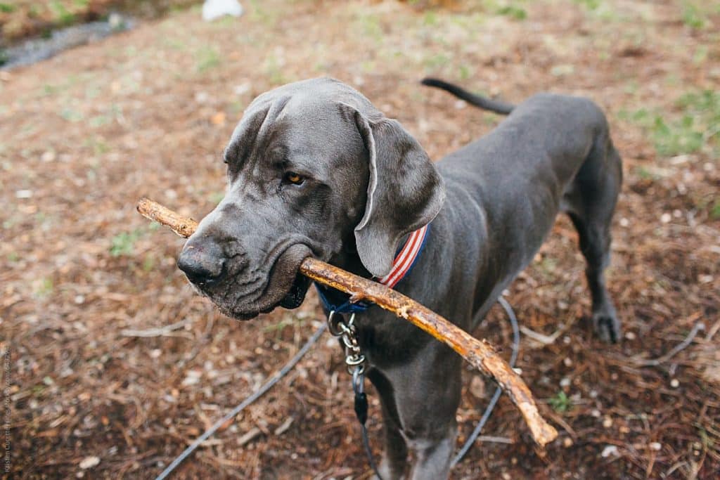 Male Great Dane Weight