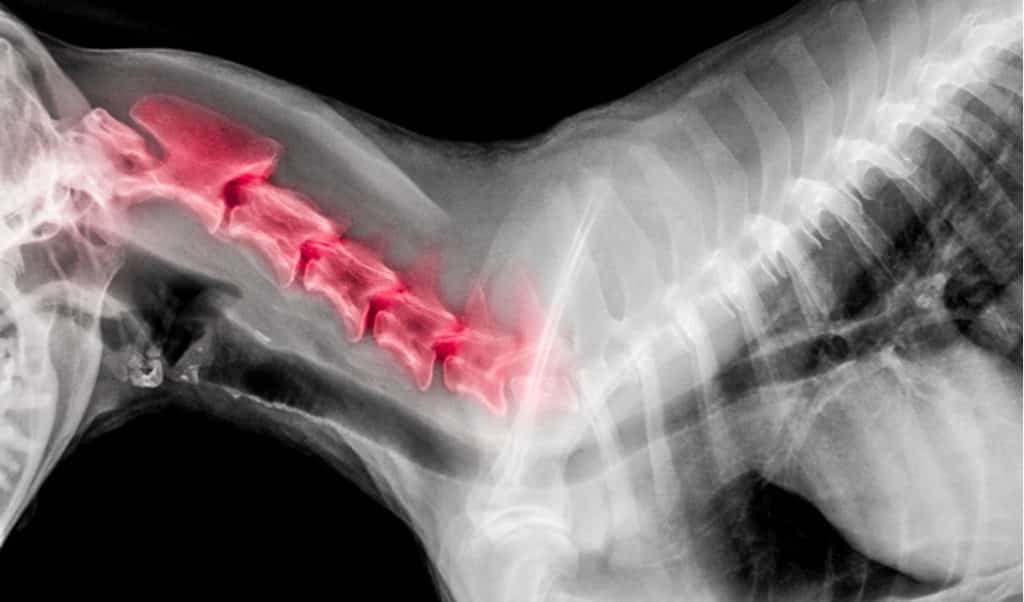 Wobblers Syndrome in Great Danes: A Scary Neurological Disease Affects 4% of Great Danes 7 Wobblers Syndrome in Great Danes