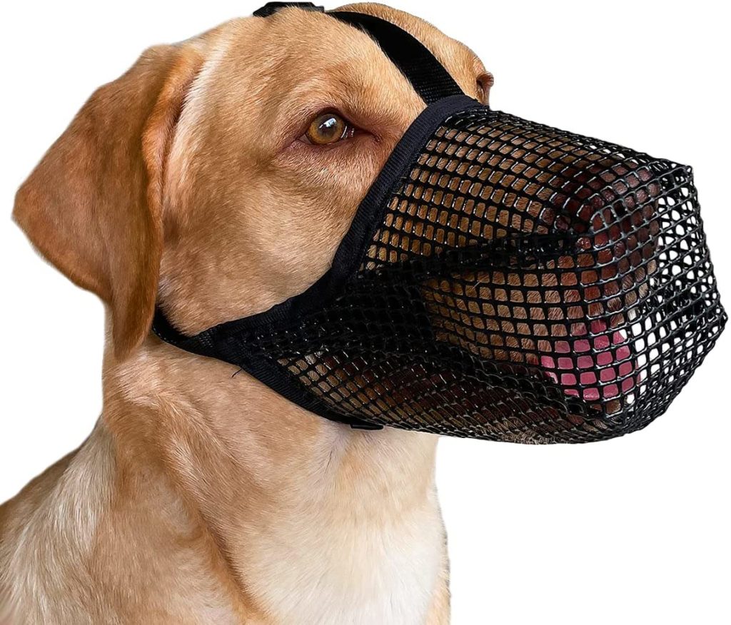 Dogs Scared of Vet? Here's How to Help Them Overcome Their Fear 15 71gqiHHkXqL. AC SL1200