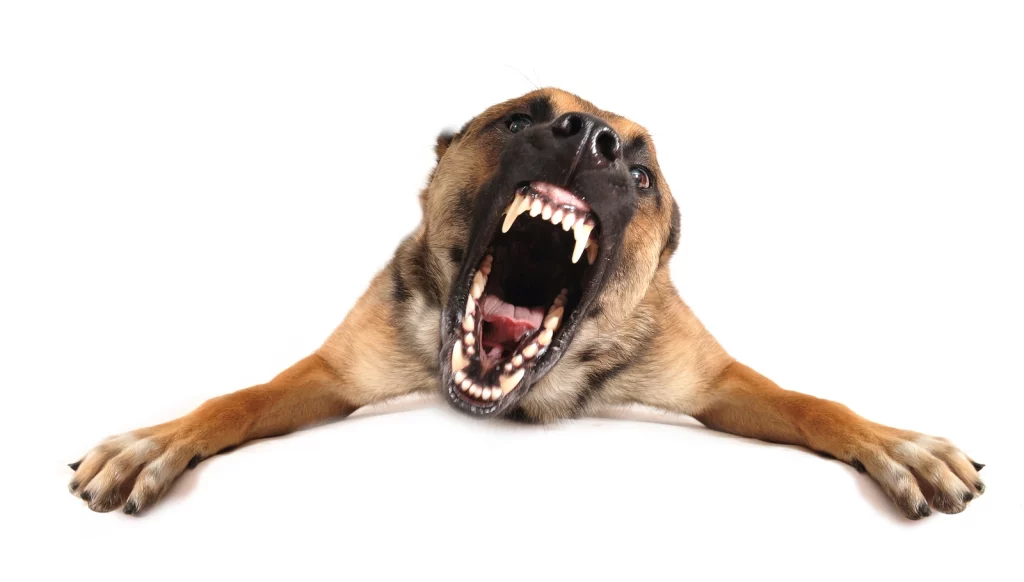 Fear Aggression in Dogs: The Scary Reality That 1 Bite Can Cause 6 Fear Aggression in Dogs