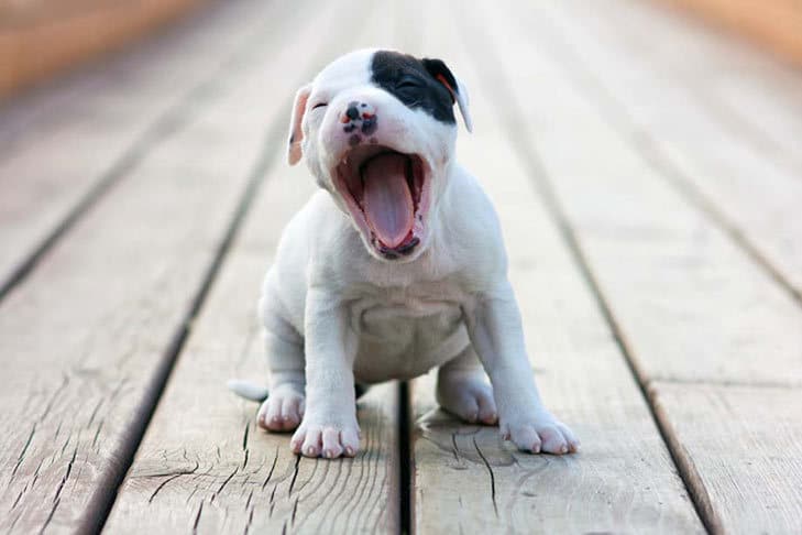 Why Do Dogs Yawn? There Is Science Behind This Interesting Behavior 11 Why Do Dogs Yawn