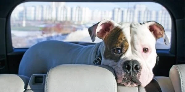 11 Ways to Calm Dog Anxiety in Car Rides 3 Dog Anxiety in Car Rides