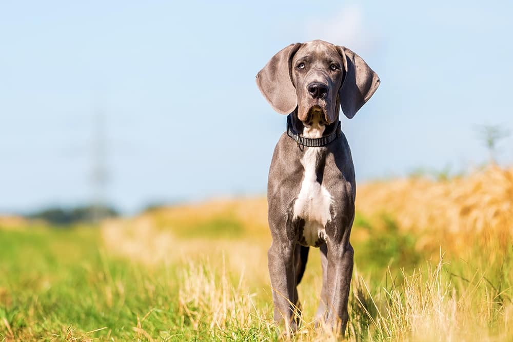 Do Great Danes Shed?