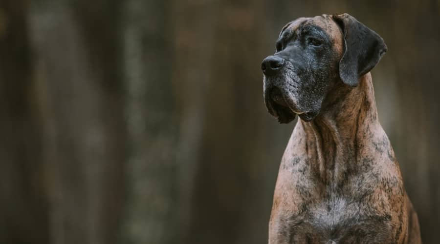 Should I Use a Bark Collar on My Great Dane