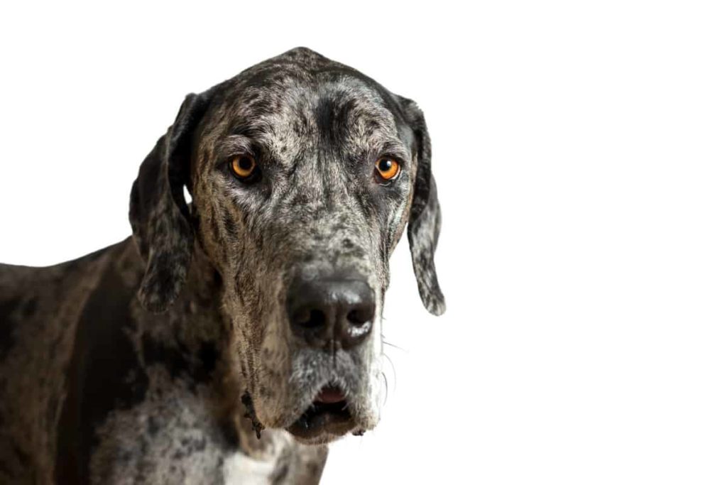 Signs of Stress in Dogs: How to Help An Anxious Dog 5 Signs of Stress in Dogs