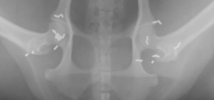 Wobblers Syndrome in Great Danes: A Scary Neurological Disease Affects 4% of Great Danes 19 Wobblers Syndrome in Great Danes