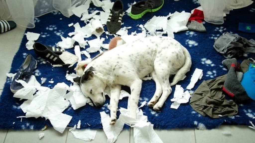 Signs of Stress in Dogs: How to Help An Anxious Dog 12 Signs of Stress in Dogs