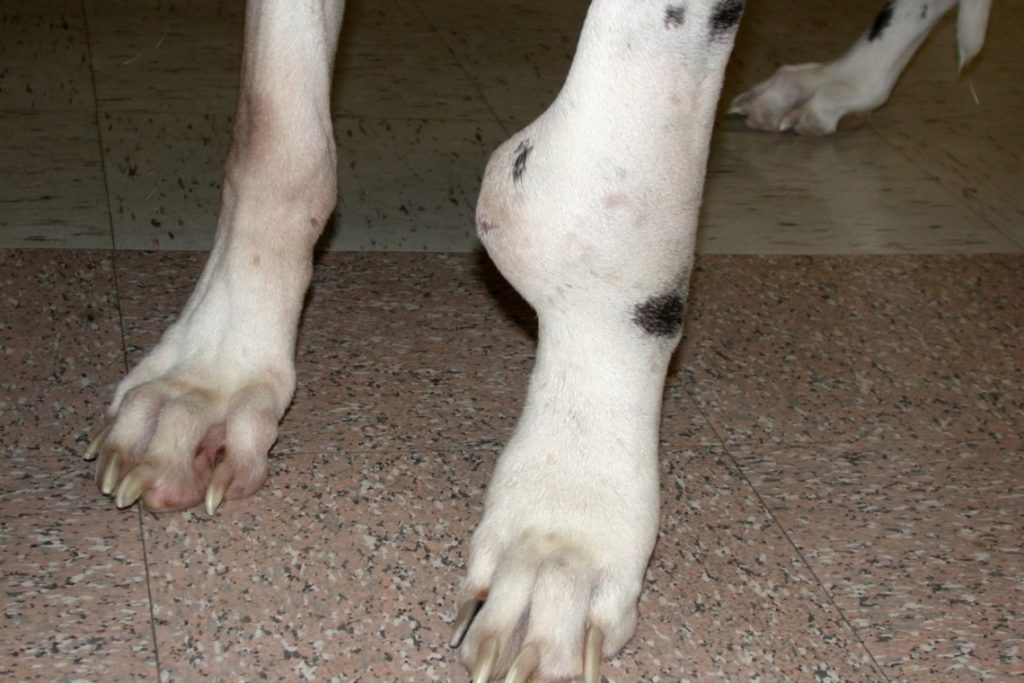 Distal radial OSA in a dalmation 1140x760 1