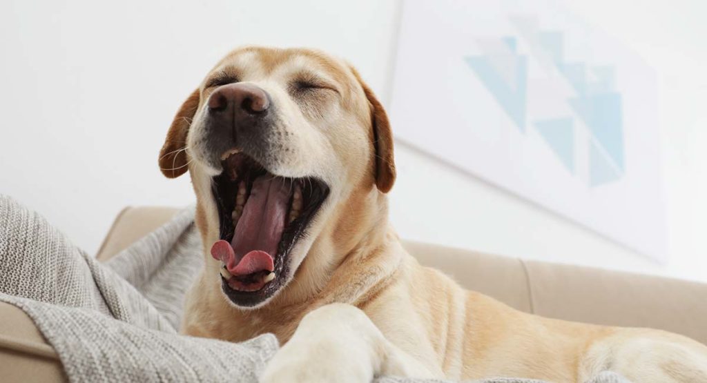 Why Do Dogs Yawn