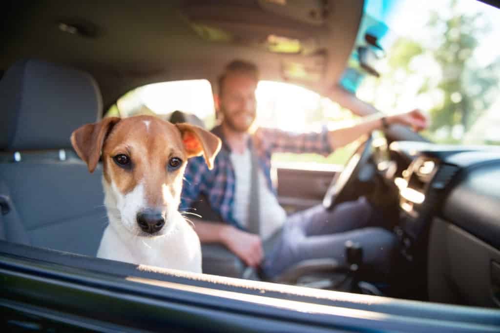 Dog Road Trip Essentials