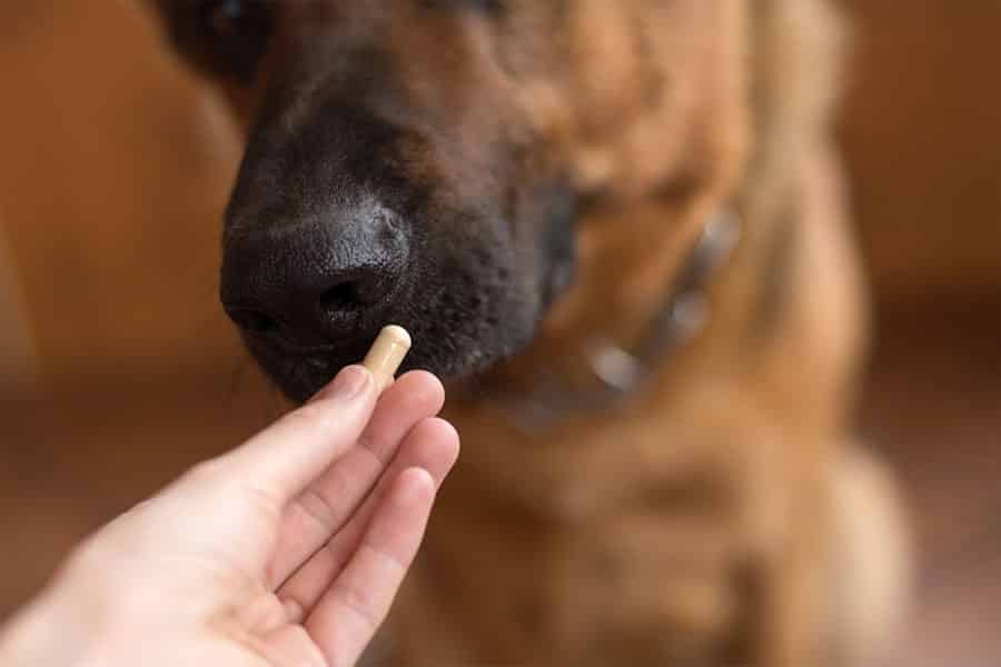 Dog Pills: The Best Way to Feed Your Dog that 1 Gross Pill 3 Dog Pills
