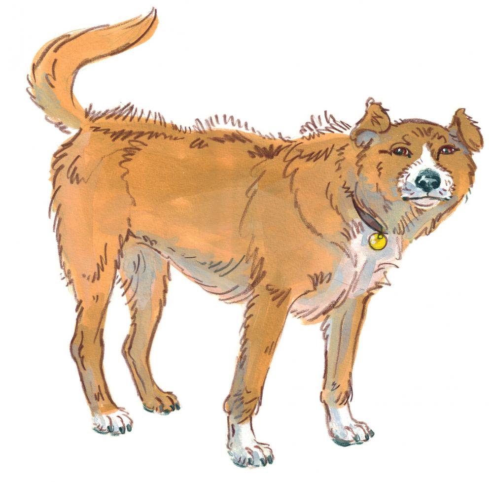 Signs of Stress in Dogs: How to Help An Anxious Dog 11 Signs of Stress in Dogs