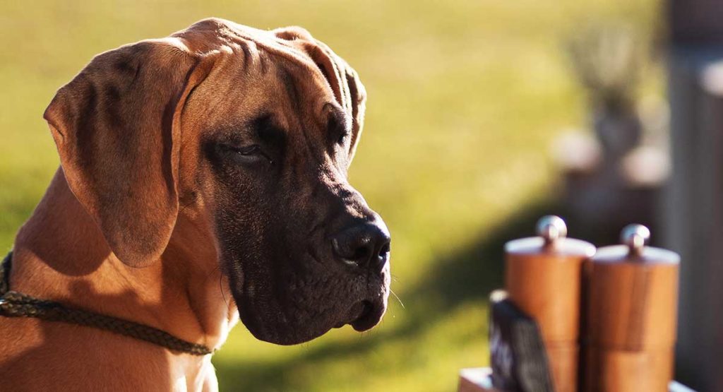 Do Great Danes Shed? 5 Do Great Danes Shed?
