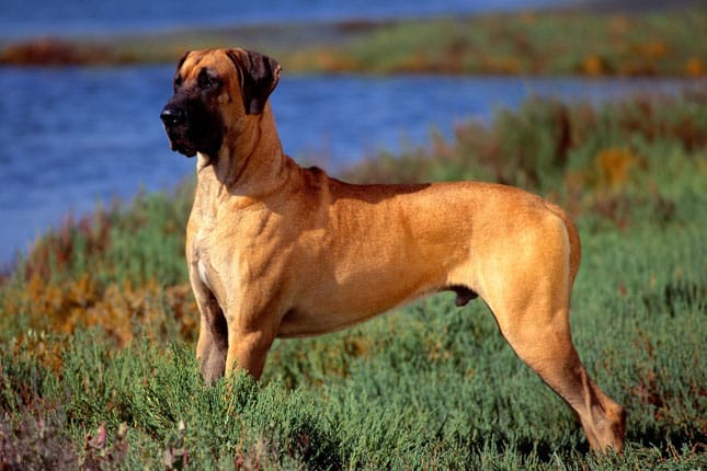 Should I Use a Bark Collar on My Great Dane? 7 Should I Use a Bark Collar on My Great Dane